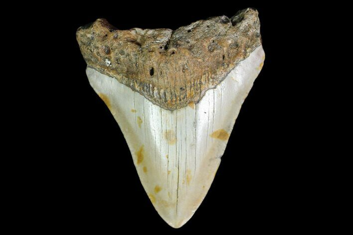Bargain, Fossil Megalodon Tooth - North Carolina #129958